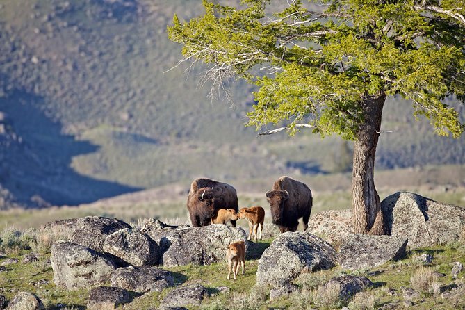 Yellowstone National Park Group Tour - Breathtaking Vistas