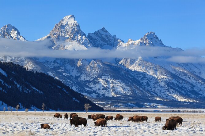 Yellowstone Snowshoe Adventure - Private Tour From Jackson Hole - Feedback From Previous Participants