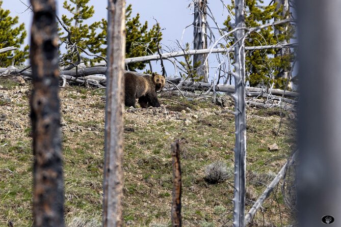 Yellowstone Wildlife and Photo Tours "Upper Loop" Tour From Cody - Exploring the Yellowstone Upper Loop