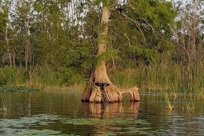 2 Hour Historical Wildlife Tour of the Chain of Lakes - Guest Feedback and Recommendations