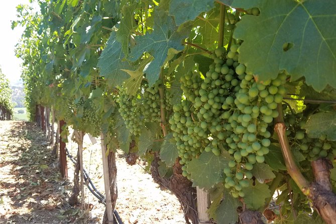 8 Hour Private Tour in Napa Valley Winery - The Sum Up