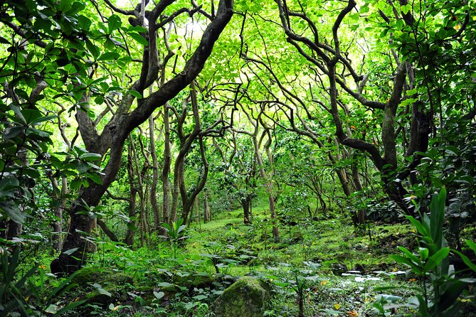 Big Island - North Island Jungle Driving Tour - Booking Your Adventure