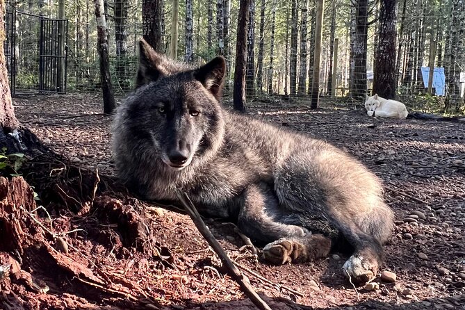 Discover the Beauty of the Wild & Roam in the Spirit of the Wolf - Booking and Cancellation Policy