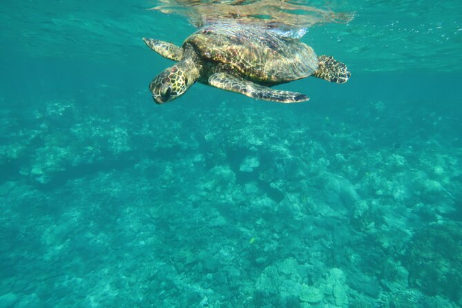 Dolphin, Sea Cave, Captain Cook, Kealakekua Bay Reef Snorkeling - Feedback and Reviews