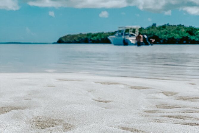 Dolphin Snorkel & Sandbar - Small Group Intimacy and Personalized Tours