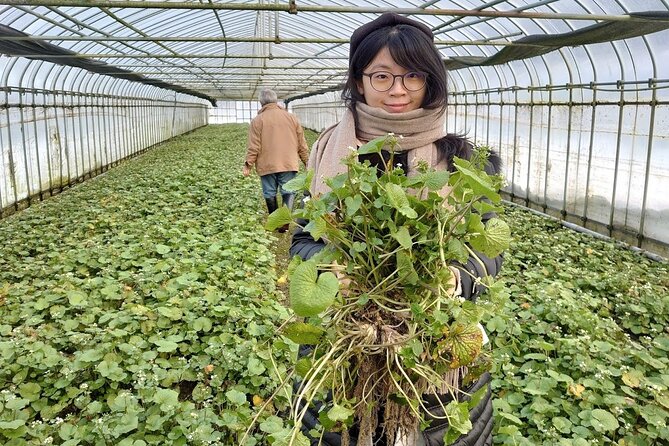 Experience Making Okura Wasabi and Wasabi Soy Sauce - Meeting and Pickup Information