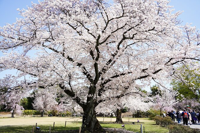 From Osaka or Kyoto One Day Sightseeing Tour of Kyoto - What to Expect