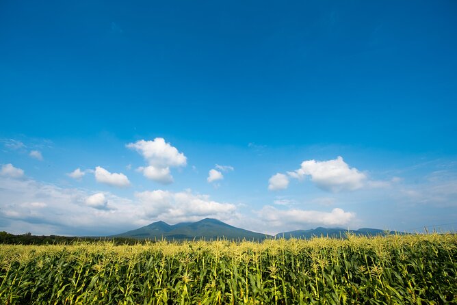 Furano, Biei & Blue Pond Full-Day Private Tour (Up to 21 Pax) - Getting to the Meeting Point