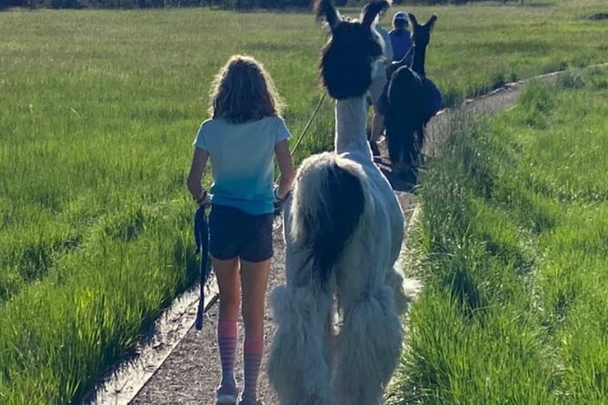 Guided Llama Hike in the Rocky Mountains - Cancellation Policy