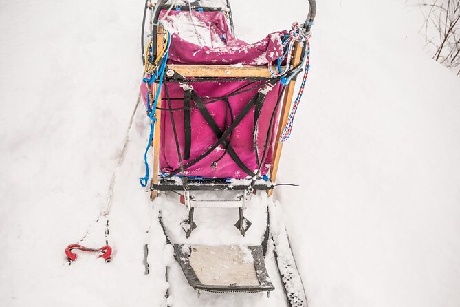 Half Day Drive Your Own Dog Team Dog Sledding Tour - Tips for Your Adventure