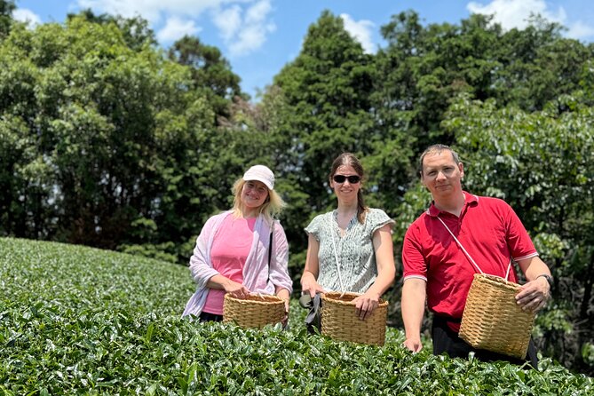 Half Day Nara and Matcha Farm Private Van Tour - Matcha Indulgence at the Tea Farm