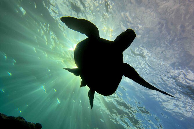 Kauais Exclusive Morning Scuba Charter for Experienced Divers - Operated by Seasport Divers