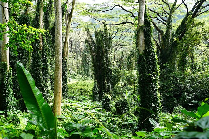Manoa Waterfall Hike From Waikiki With Healthy Lunch Included - Key Considerations for the Hike