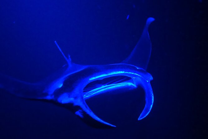 Manta Ray Night Snorkeling Adventure in Kailua-Kona - Tips for a Memorable Manta Ray Encounter