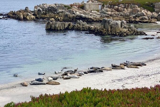 Monterey Bay Famous Dog Friendly Electric Bike and Sidecar Tour - Cancellation Policy and Store Credit Options
