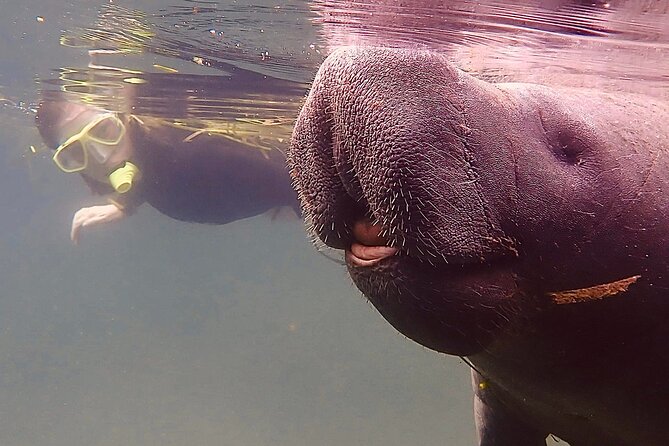 Morning Swim and Snorkel With Manatees-Guided Crystal River Tour - Customer Feedback and Recommendations