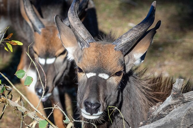 Phoenix Zoo Admission Ticket - Planning Your Visit
