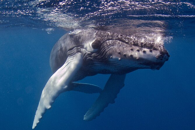 Premium Afternoon Scuba Charter for All Certified Diver Levels - Customer Testimonials and Reviews