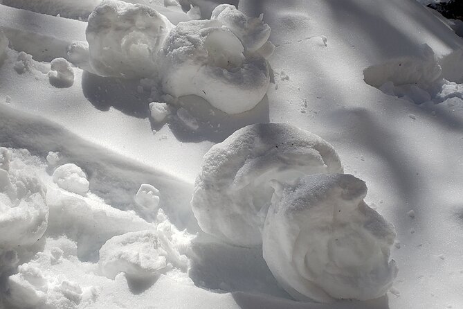 Snowshoe or XC Ski in North Yellowstone (Half Day) - The Sum Up