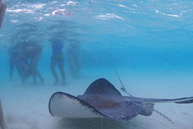 Starfish and Stingray City Fun Tour With Reef Snorkeling- 3 Stops - Additional Tour Considerations