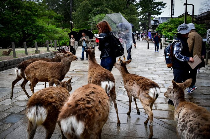Taste of Nara A Guided Half Day Food Tour Tailored to Your Taste - Taking in the Nara Experience