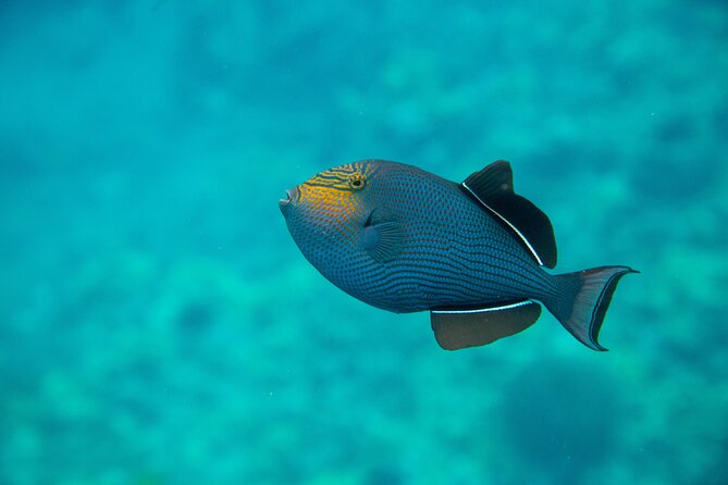 The Best Maui 3 Hour Molokini and Turtle Town Snorkel - Booking and Logistics