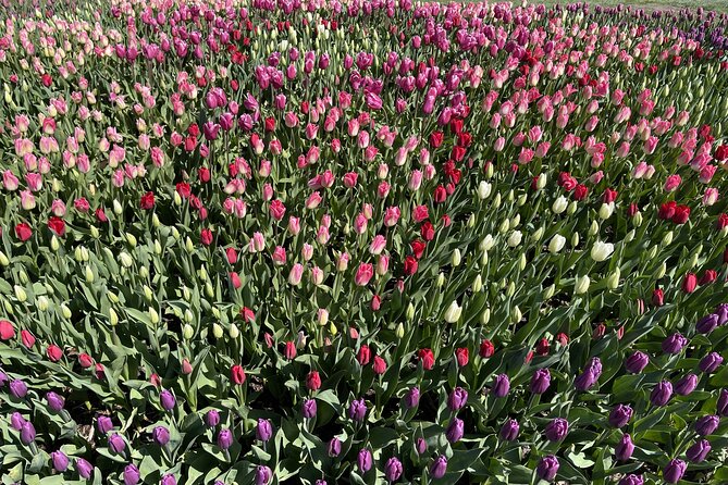 Tulip Festival in Skagit Valley Tour From Seattle - Recommendations