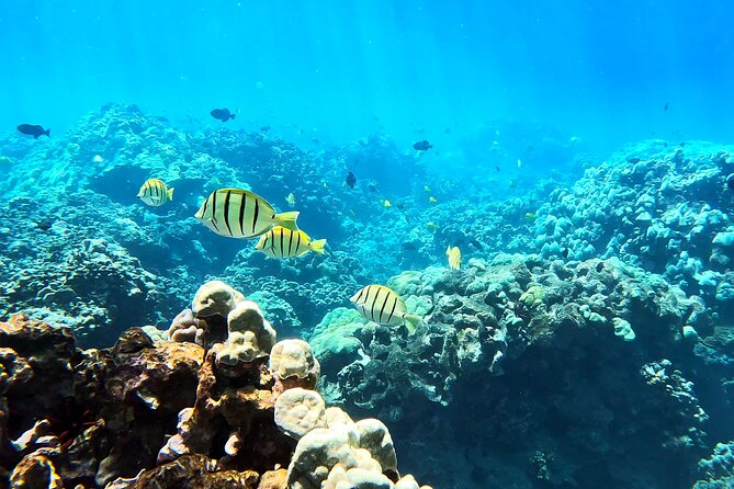 Unlimited Guided Snorkeling Tour for Beginners Plus - The Sum Up