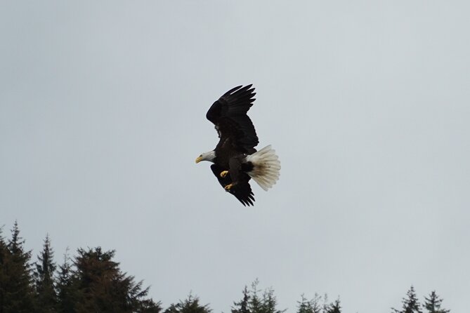 Whale-Watching, Icy Point, Hoonah , Whales, Orca, Killer-Whales. - Tour Duration and Scheduling