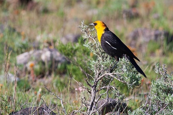 Yellowstone & Grand Teton Natl Parks Day Tour - Private Tour - The Sum Up