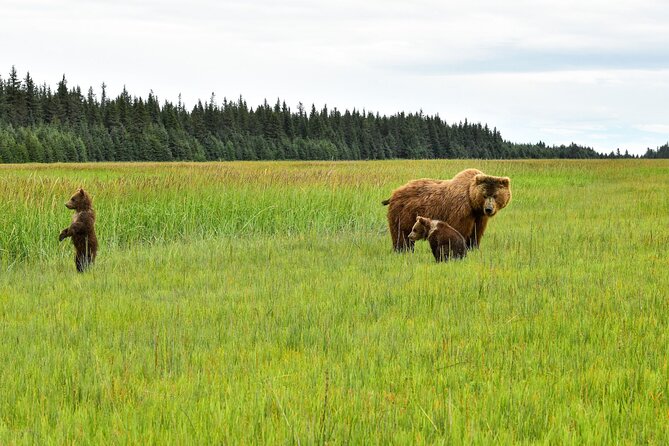 Alaska Bear Viewing Adventure From Seward - Good To Know