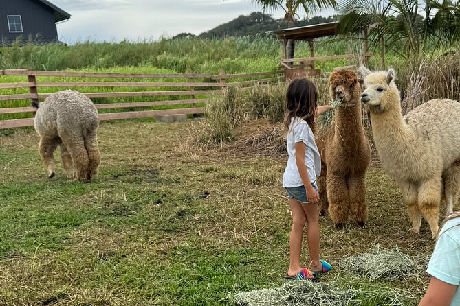 Alpaca Farm Experience on the Road to Hana - Good To Know