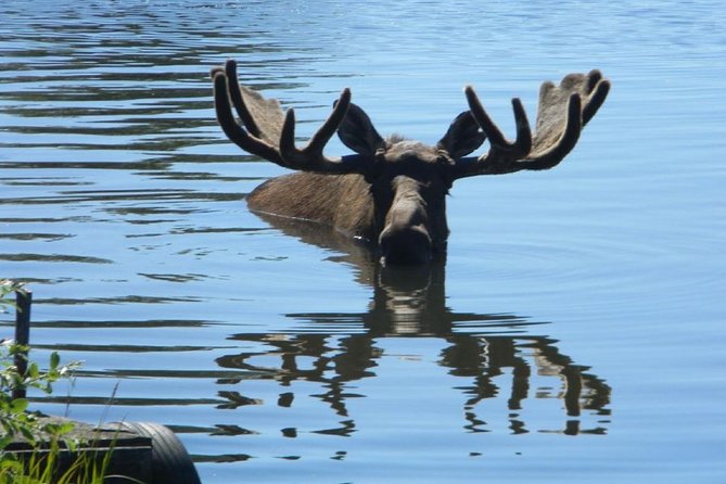 Anchorage to Seward Cruise Transfer and Private Tour - Overview of the Tour Experience