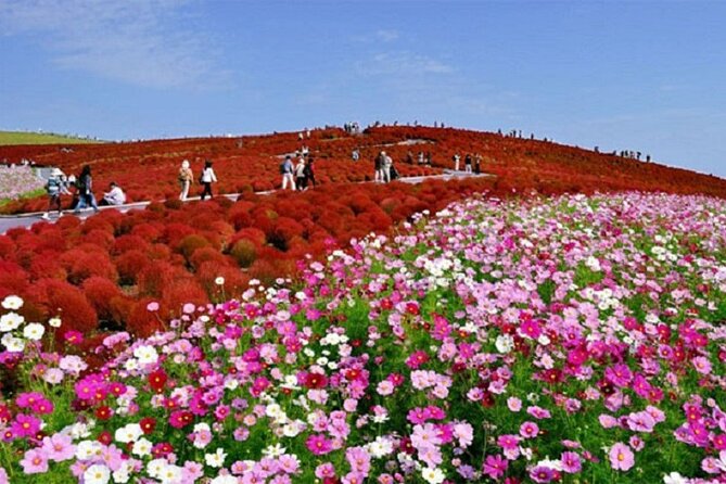 Autumn Flowers at Hitachi Seaside Park 1 Day From Tokyo - Good To Know