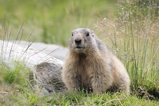 Beartooth Highway Private Half Day Tour - Good To Know
