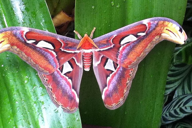 Butterfly Rainforest at Florida Museum of Natural History Ticket - Good To Know