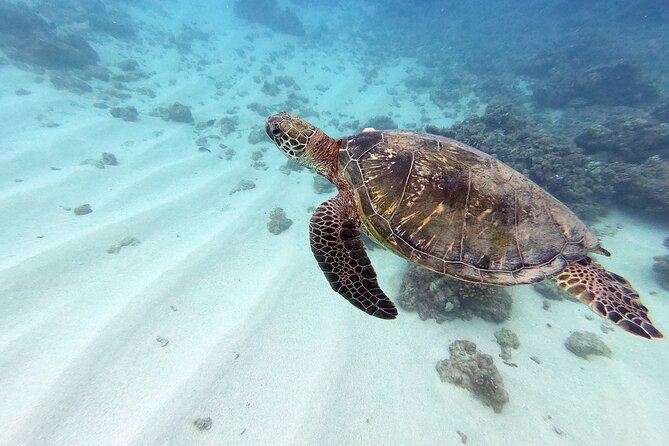 Certified Scuba Diving Experience in Honolulu - Good To Know