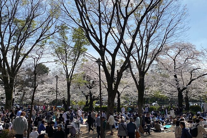 Cherry Blossom Guided Tour At Inokashira Park Kichijoji - Good To Know