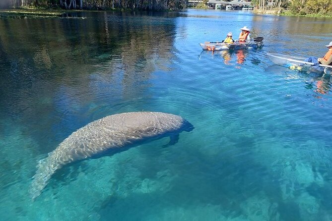 Clear Kayak or Paddleboard Manatee Adventure - Good To Know