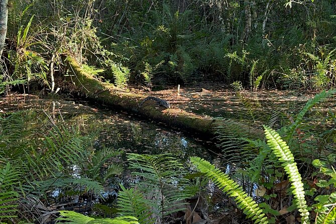 Dark Skys in the Florida Everglades - Good To Know