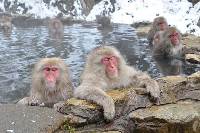 Day Trip Snow Monkey in Nagano From Tokyo by Bullet Train - Good To Know
