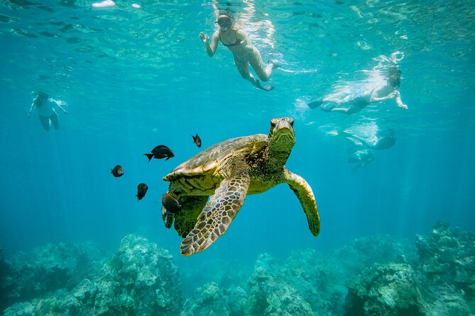 Discover the Magic of Coral Garden's Turtle Town - Maalaea Harbor - Good To Know