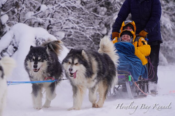 Dog Sled Adventure - Good To Know