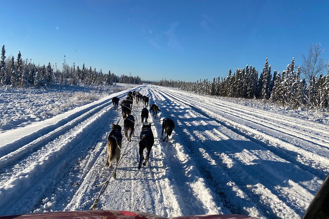 Dog Sledding With Alaskan Huskies - Good To Know