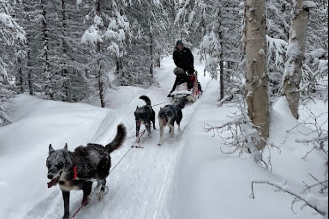 Dogsled Rides - Good To Know