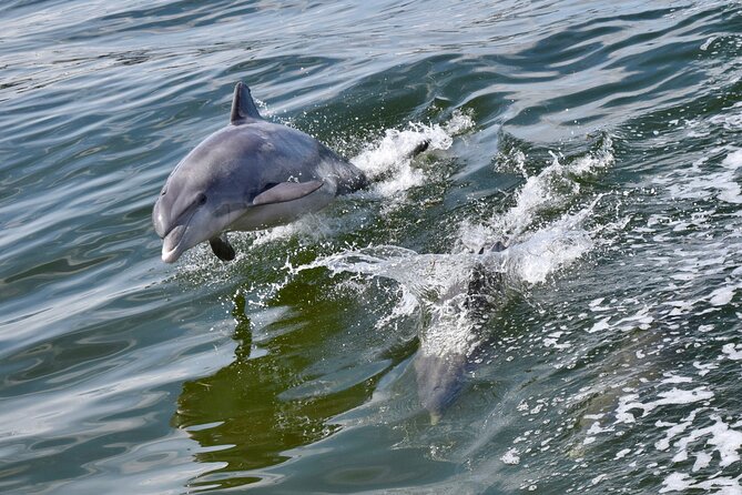 Dolphin Watch & Historical Harbor Tour in St. Augustine - Good To Know