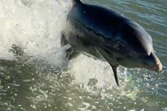 Dolphin Watching Boat Tour Around Anna Maria Island - Good To Know