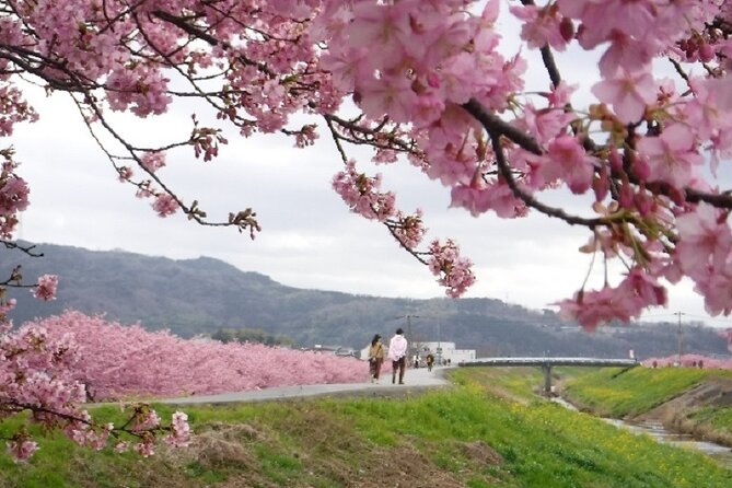 Early Blooming Cherry Blossoms & Fruit Picking 1DAY Tour - Good To Know