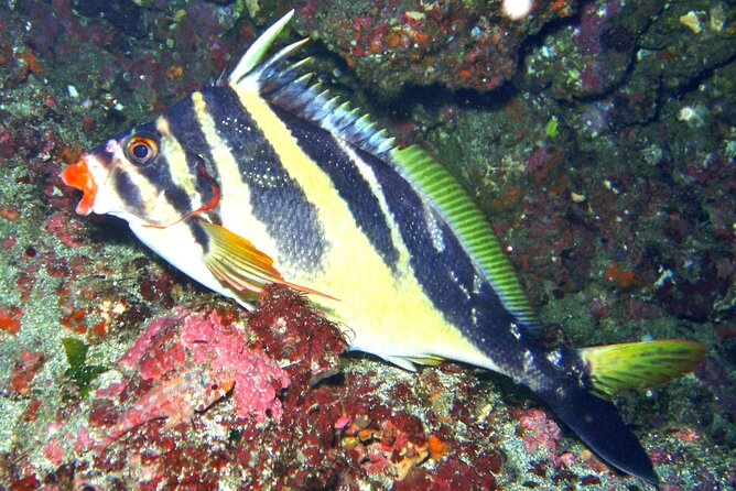 Enjoy Diving in Izu,Discover Scuba Diving for Nondiver. - Good To Know