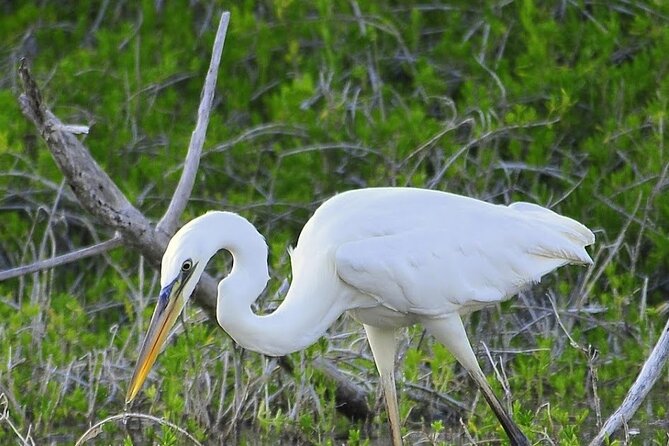 Everglades Mangrove Wilderness Boat Tour - Good To Know
